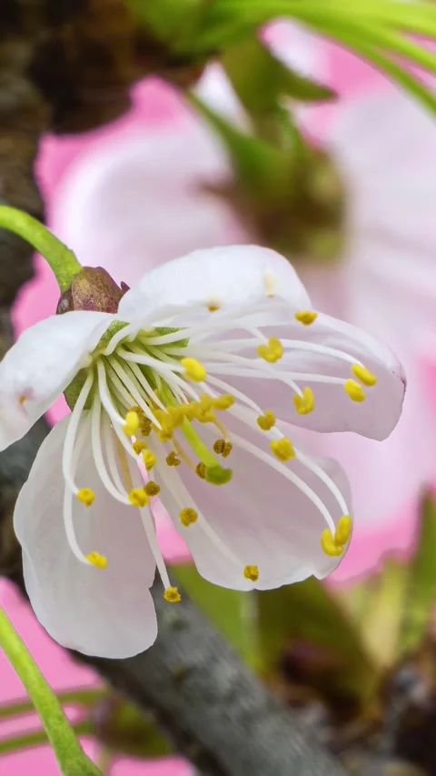 Closeup of White flower blooming fast spring Time lapse, vertical video Stock Footage 278722401