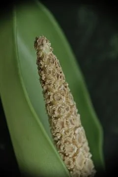 Closeup of white flower bud. Stock Photos