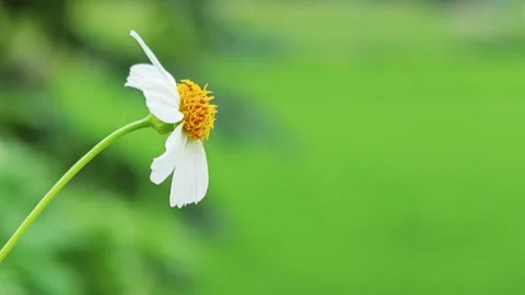 Closeup of white flower on green background Видео 345890427