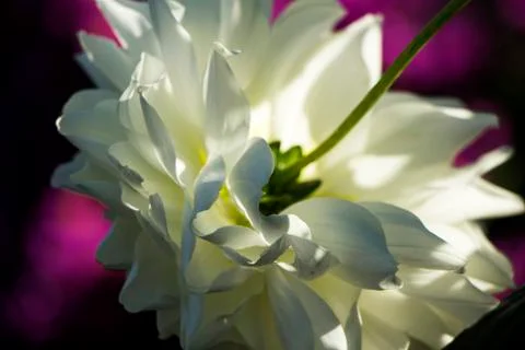 Closeup on white flower Stock Photos