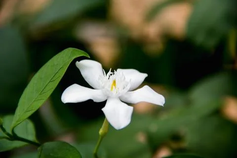 Closeup white flower Stock Photos