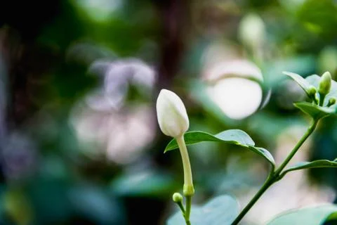 Closeup white flower Stock Photos