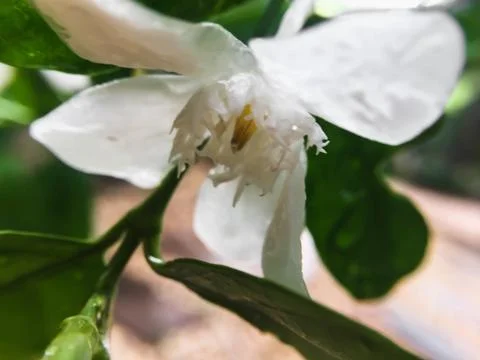 Closeup white flower Stock Photos