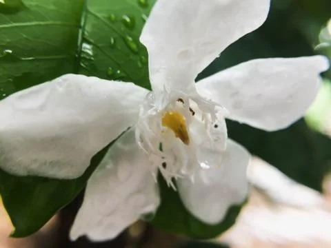 Closeup white flower Stock Photos