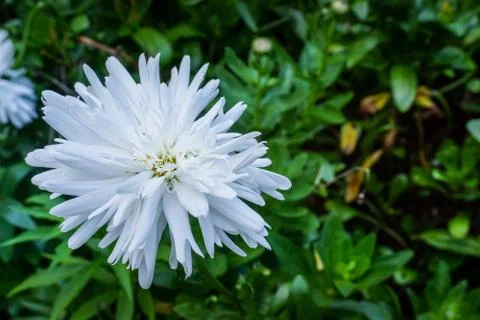 Closeup of white flower Stock Photos