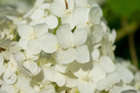 Closeup of white flower Stock Photos