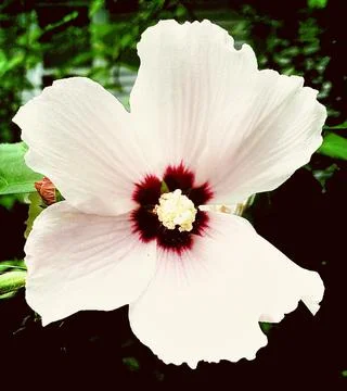 Closeup of a White Flower Foto stock
