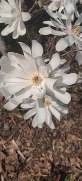 Closeup of white flowers Stock Photos