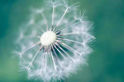 Closeup of white fluffy dandelion Stock Photos