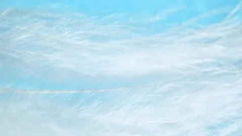 Closeup white fluffy feather texture on blue abstract background, blurred motion Stock-Footage 156886031