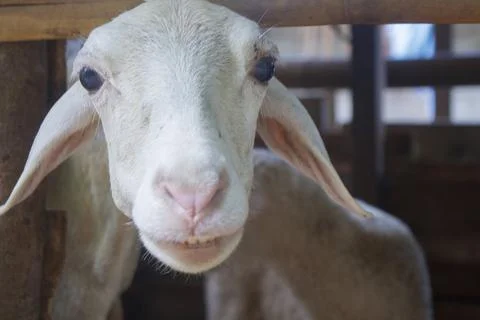 Closeup white goat head looking at camera Stock Photos