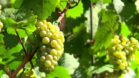 Closeup white grape clusters hanging on vines in Germany Video stock 57468666