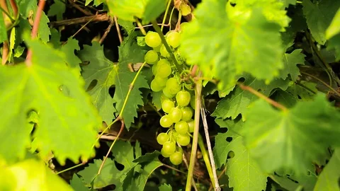 Closeup White Grape Clusters Hanging On Vines Stock Footage 80477801