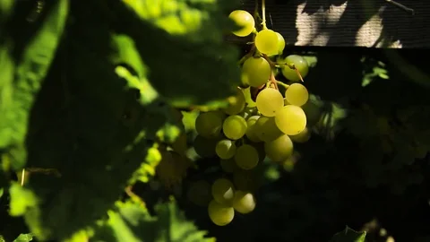 Closeup White Grape Clusters Hanging On Vines Stock Footage 80477808