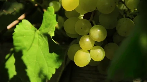 Closeup White Grape Clusters Hanging On Vines Stock Footage 80477816