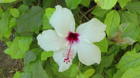 Closeup of white hibiscus at wind Stock Footage 96836556