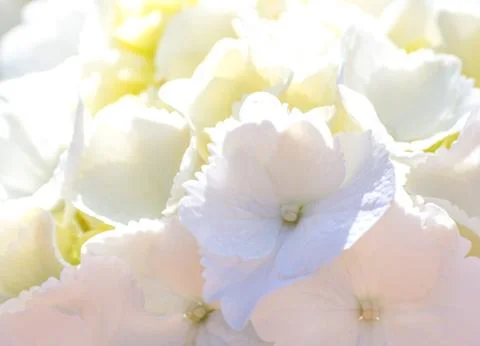 Closeup on white hydrangea petal Stock Photos