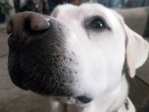 Closeup of white Labrador Stock Photos