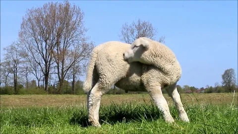 Closeup white lamb on meadow Stock Footage