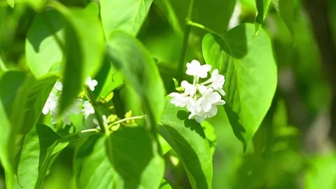 Closeup of a white lilac during the summer Stock Footage 76087770