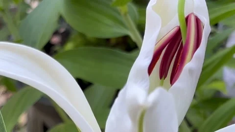 Closeup of a white lily Stock Footage 219083643