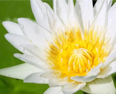 Closeup white lotus Stock Photos