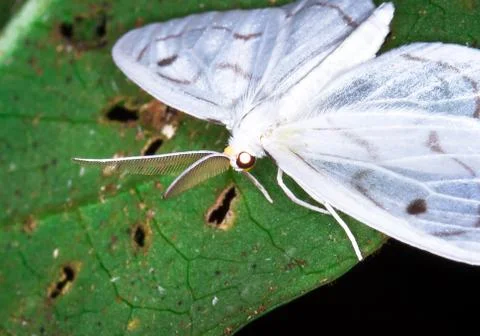 Closeup of a white moth in Belize. Stock Photos