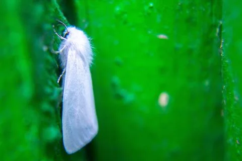 Closeup white moth on green board Stock Photos