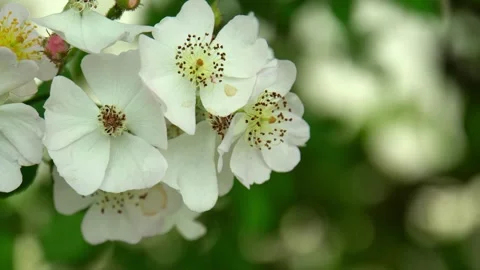 Closeup of white multiflora rose flowers with yellow stamen Stock Footage 290879100