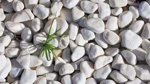 Closeup white pebbles texture with grass or weeds. Background with free space Stock Photos