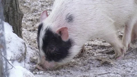 Closeup of white pig digging in the snow Stock Footage 73387184