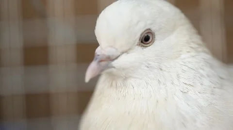 Closeup of white Pigeon Stock Footage 44414049