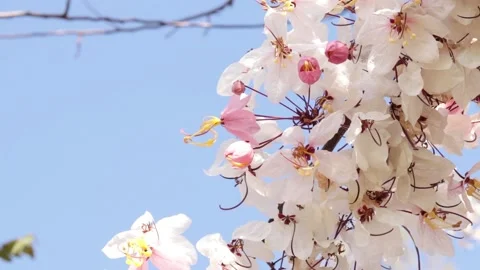 Closeup white pink flower Stock Footage 170756675