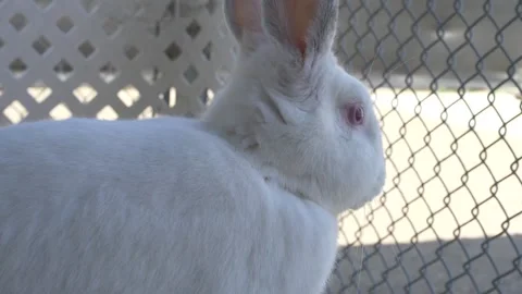 Closeup of a White Rabbit with Red Eyes Stock Footage 219963261