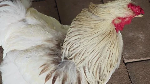 Closeup of White Rooster Head with Red Comb. Stock Footage 340456000