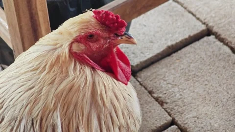 Closeup of White Rooster Head with Red Comb in Farm. Stock Footage 340456139