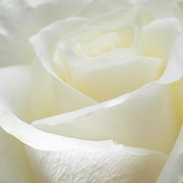 Closeup of white rose Stock Photos