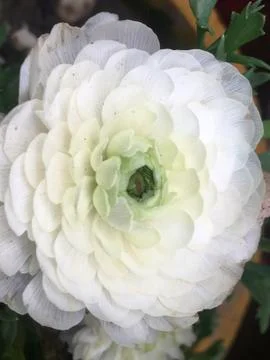 Closeup of white Rose Stock Photos