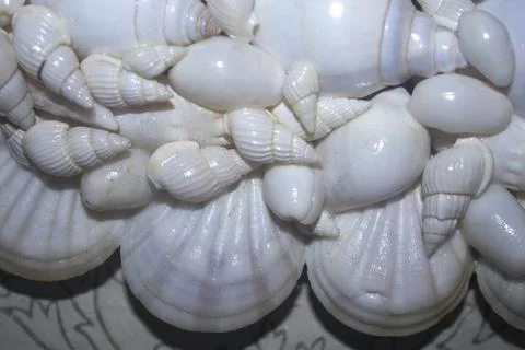 Closeup white shells background texture Foto stock
