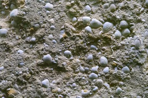 Closeup white shells background texture Foto stock