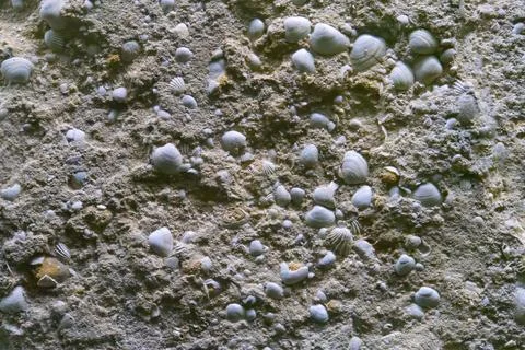 Closeup white shells background texture Foto stock
