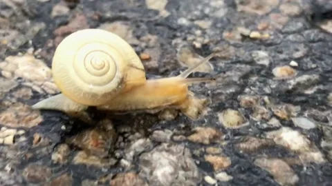 Closeup of a white snail with shell Stock Footage 174145258