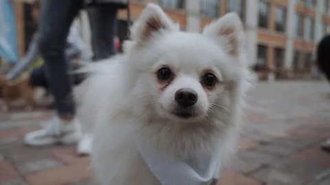 Closeup of white spitz looking at the camera and barking Stock Footage 106075583