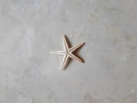 Closeup of white starfish 写真素材