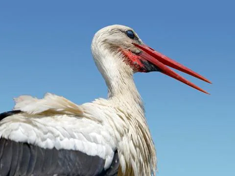 Closeup white storks Stock Photos