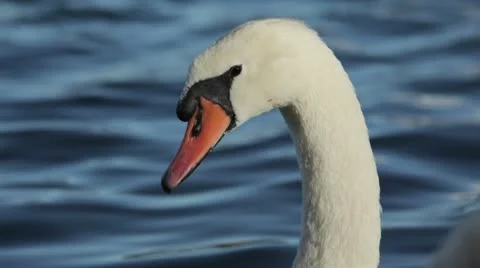 Closeup of a white swan Stock-Footage 10565019