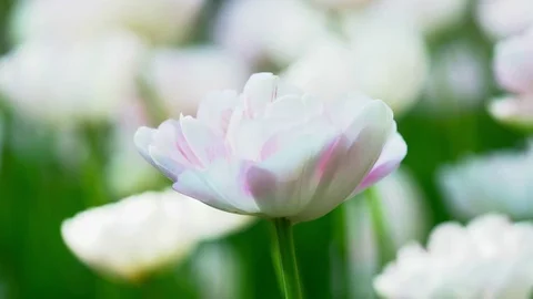 Closeup of a white tulip on the meadow Stock Footage 76087541