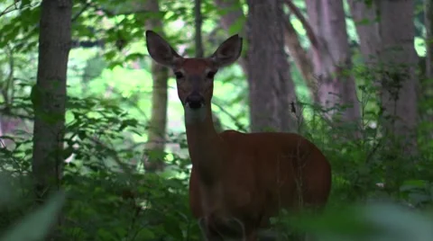 Closeup whitetail doe in forest Stock Footage 51807801