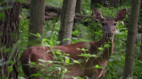 Closeup whitetail doe in forest Stock Footage 51807917