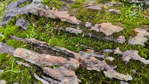 Closeup wide view of green moss and white lichen growing across textured ro.. Stock-Footage 346816443